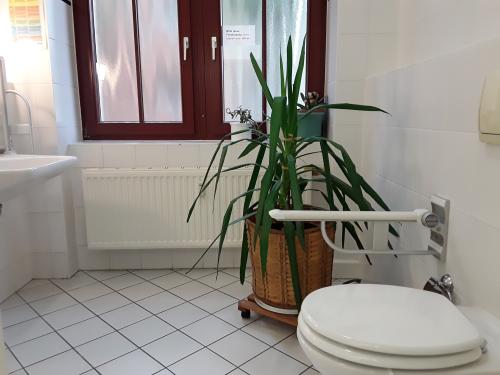 Rollstuhl-WC