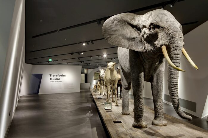 Im Vordergrund ein Elefant in der Ausstellung Tiere im Krieg