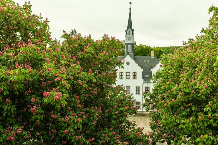 Blick durch grüne Bäume auf Schloss Burgk in Freital